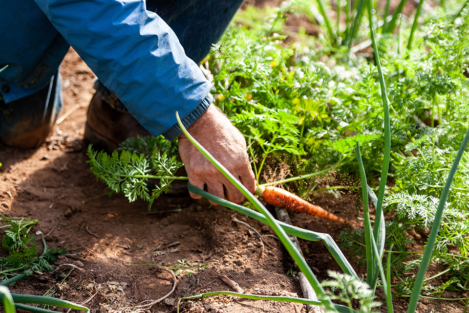 Food Waste Alleviation
