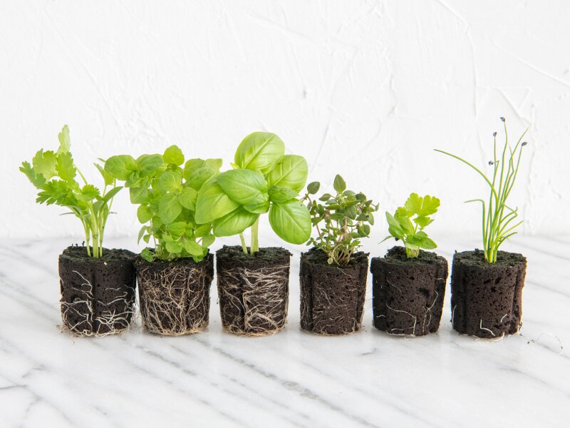 Lone Star Herbs 